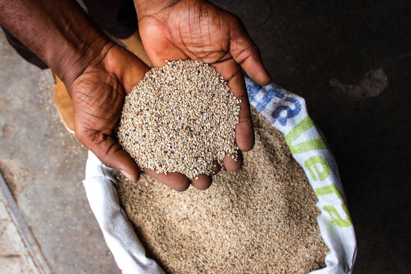 Hands holding sesame seeds over a sack